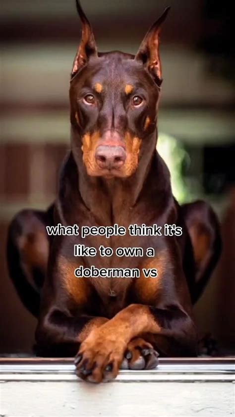 What people think owning Dobermans is likevs what it’s 